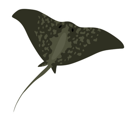 Stingray fish. Sea animal floating underwater. Cute cartoon stingray. Adorable sea creature isolated on white background. Wildlife, nature concept. Vector illustration of manta rayのイラスト素材