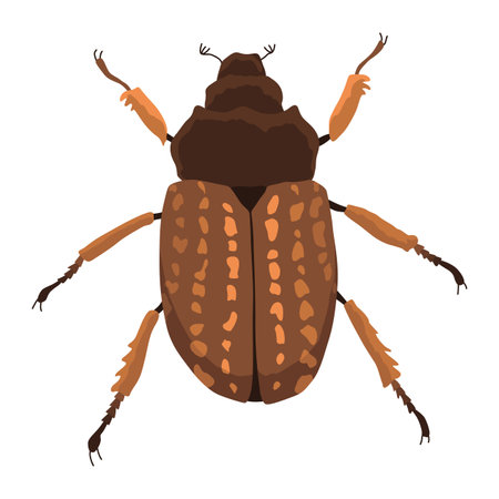 Trichostetha capensis. Brown beetle, scarab. Vector stock illustration, element for designのイラスト素材