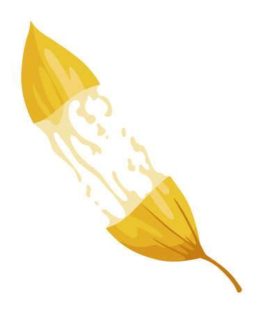 Vanilla flower. Realistic vector isolated design element. Nature spice. Yellow bud with dropsのイラスト素材