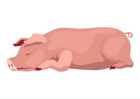 Pig set flat cartoon isolated on white background. Pink pig vector illustrationのイラスト素材