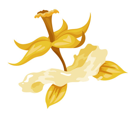 Vanilla flower. Realistic vector isolated design element. Nature spice. Yellow blossom with dropsのイラスト素材