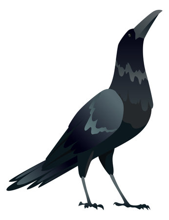 Raven. Silhouette Representing Bird Specie Captured in Moment of Flight and Restingのイラスト素材