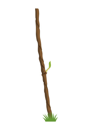 Growing Grapevine Bearing Plants and Vinesのイラスト素材