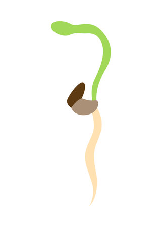 Carrot life cycle element. Carrot embryo. Fresh cartoon, young carrot. Healthy vegetable food. Vector illustration on white isolated backgroundのイラスト素材