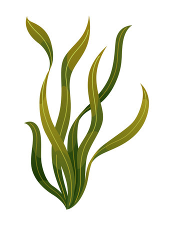 Seaweed and corals isolated on white background. Underwater algae. Aquarium plant. Vector marine life. Vector isolated corals and algae. Underwater floraのイラスト素材