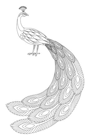 Detailed vector peacock coloring book. Ideal for posters, prints, logos, or design projects needing a touch of eleganceのイラスト素材