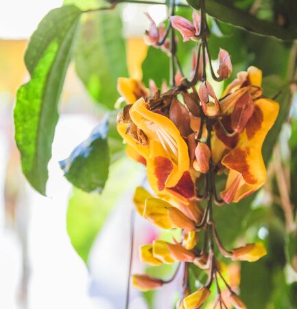 Yellow and red flowers with green leaves in central Guatemala, Central America.の写真素材