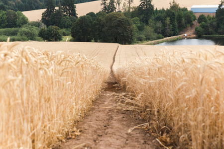 Dry wheat stalks in a field near Hillsboro, Oregon, USA.の写真素材