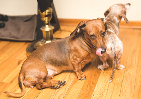 Two dachsunds sitting on wood floor in modern home. One dog is looking at the camera; the other dog is sitting down and looking away.の写真素材