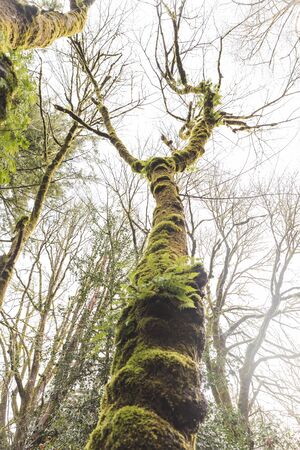 Mossy tree in a lush and foggy forest.