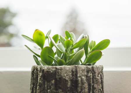 Succulent plant sitting on a window sill in the cloudy daylight. Plant is in a tree-bark-style planter container.の写真素材