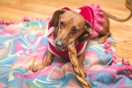 Playful and cute dachsund wearing a red shirt skirt.の写真素材
