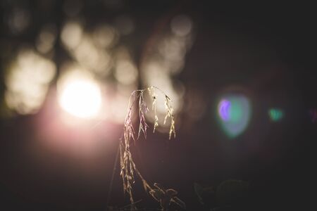 Grass stalk in early morning sunlight. Outdoor morning setting.の写真素材