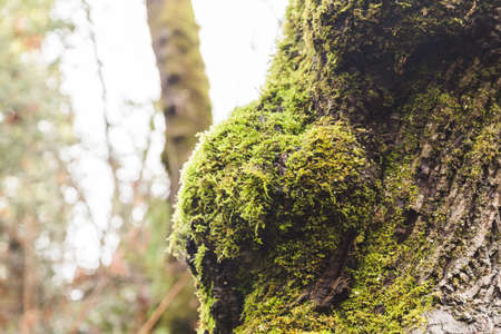 Green moss on the trunk of a tree in a forest.の写真素材