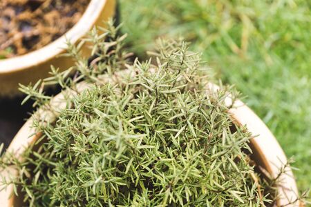 Rosemary growing outside in a planter.の写真素材