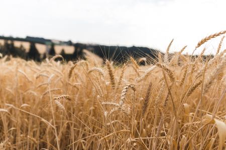 Dry wheat stalks in a field near Hillsboro, Oregon, USA.の写真素材