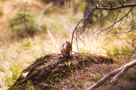 Wild squirrel standing in the forest of Glacier National Park, Montana, USA.の写真素材