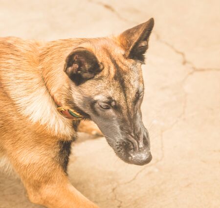 Shepard dog with crinkled nose and aggressive facial expression.の写真素材