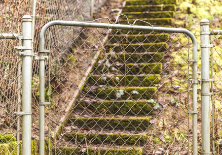 Mossy green steps in lush forest park.の写真素材
