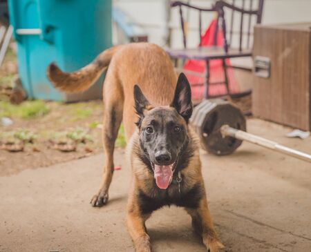 Shepard dog playing outside in a home back yard.の写真素材