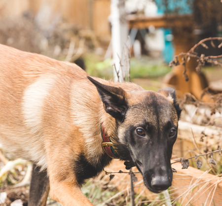 Shepard dog playing outside in a home back yard.の写真素材