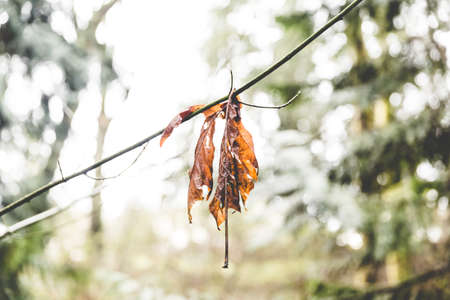Orange dead leaf hanging from live branch in a forest park in Vancouver, Washington, USA.の写真素材