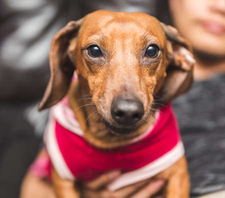 Playful and cute dachsund wearing a red shirt skirt.の写真素材