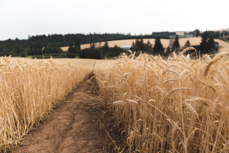 Dry wheat stalks in a field near Hillsboro, Oregon, USA.の写真素材