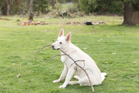 White shepherd dog carrying a large stick in its mouth. Dog is sitting in a large green lawn in warm weather.の写真素材