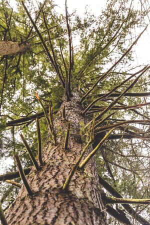 Tall tree with many branches.の写真素材