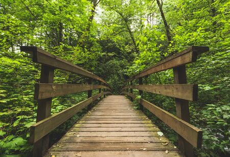 Wooden bridge in a beautiful, green forest. Columbia River Gorge, Oregon, USA.の写真素材