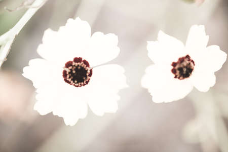 Two flowers with dark red spots and yellow pollen in the Columbia River Gorge in Washington, USA.の写真素材