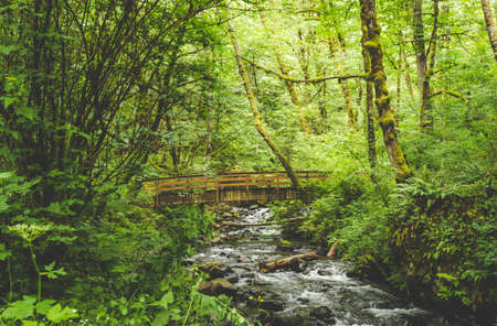 Wooden bridge on a trail in the Columbia River Gorge in Oregon, USA. Lush, green forest setting.の写真素材