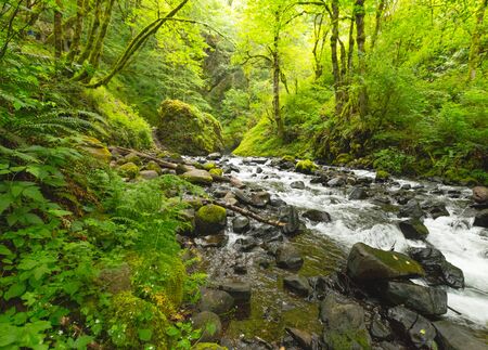 River and mossy rocks in beautiful, green forest.の写真素材