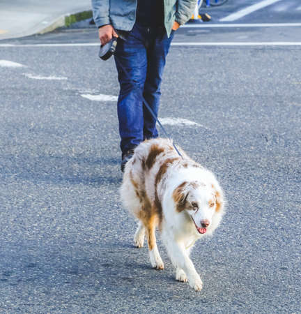 White and brown dog on a leash during a walk with a man.の写真素材
