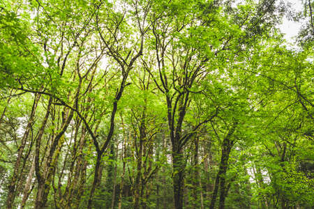 Trees in a green, lush forest in the Pacific Northwest. Columbia River Gorge, Oregon, USA.の写真素材
