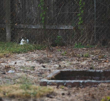 Cat sitting in grass next to a chain link and wood fence in a back yard.の写真素材