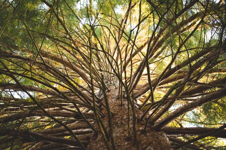 View looking up the trunk of a tree with many branches.の写真素材