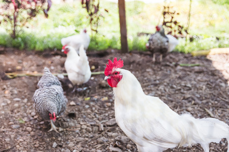 Group of white chickens and hens wandering through a patch of dirt looking for food.の写真素材