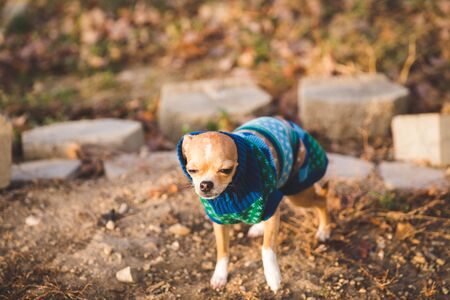 Miniature chihuahua dog wearing a small blue sweater with it's head stuck in the neck.の写真素材