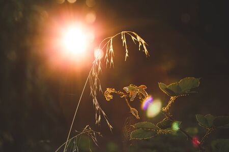 Morning Sun Lightの写真素材