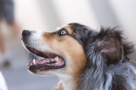 Long-haired Australian Shepherd dog with bright blue eyes.の写真素材