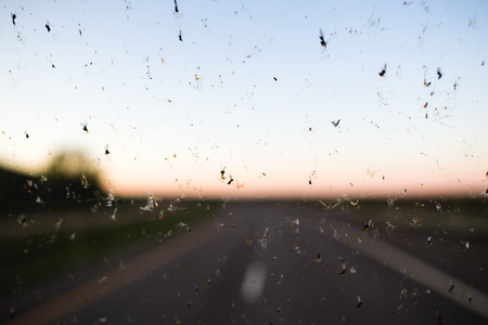 Dead bugs splattered on a windshield with a highway in the background.の写真素材