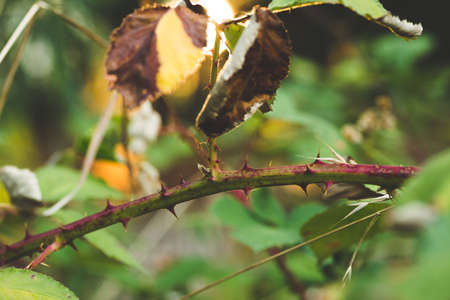 Wilted leaves stemming from a thorn covered stalk.の写真素材