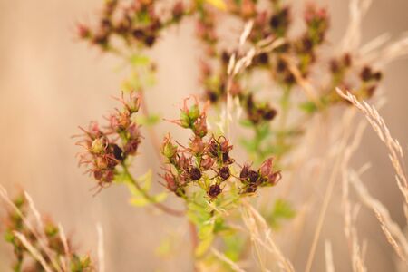 Small flowering plant with pink spindly petals.の写真素材