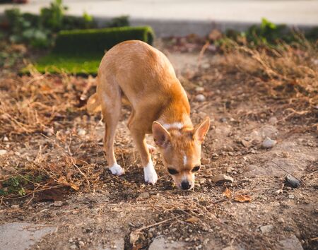 Very small amber orange chihuahua with white paws sniffing on a patch of dirt.の写真素材