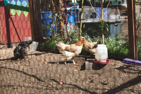 Chickens and hens walking around and feeding inside a coop behind a house.の写真素材