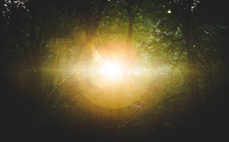 Deep woods scene with sunlight shining through from the background.の写真素材