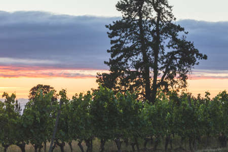 Landscape of a vineyard row with a tree and sunset in the background.の写真素材