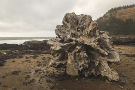 Bottom of a large, old tree stump washed up on a rocky beach.の写真素材